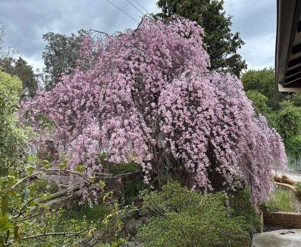 Cherry tree