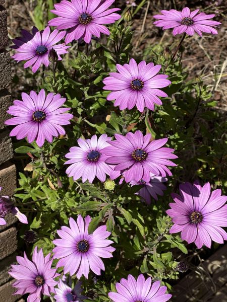 Daisies