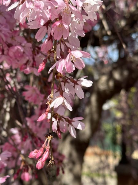 Cherry tree flowers