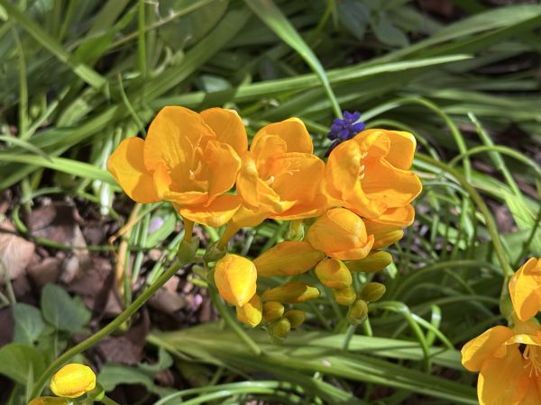 Freesias