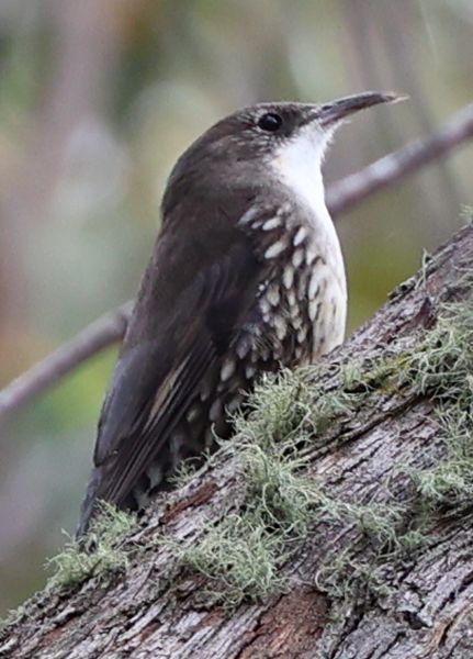 White-throated treecreeper