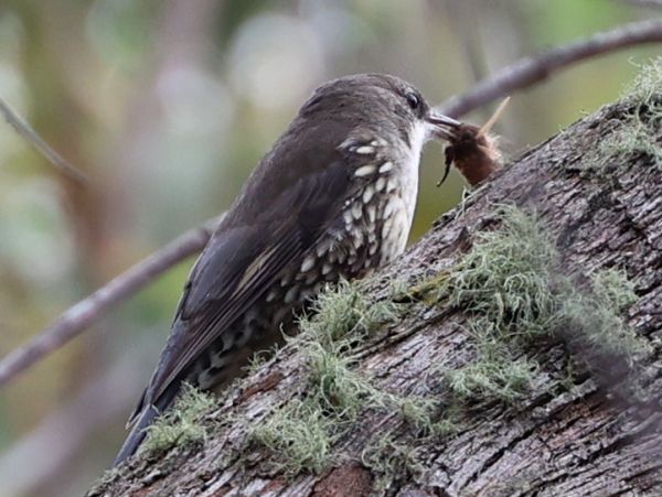 White-throated treecreeper with moth