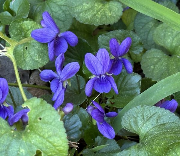 Violets