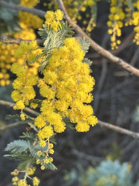 Wattle flowers