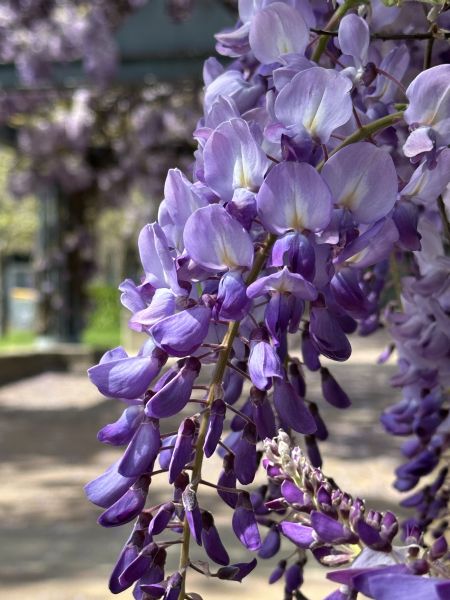 Wisteria