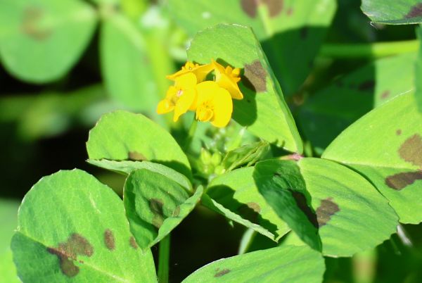 Yellow-flowered clover