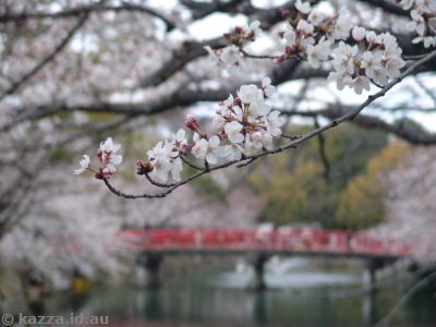 Cherry blossoms near Himeji Castle