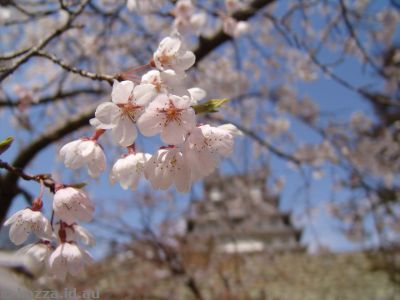 Cherry blossoms near Himeji Castle