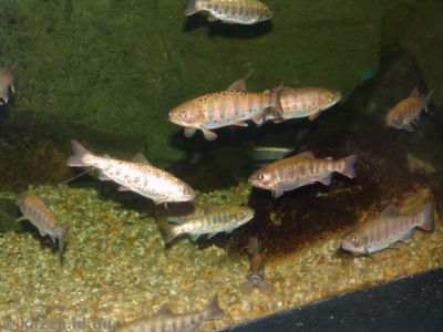 Fish in Osaka Aquarium