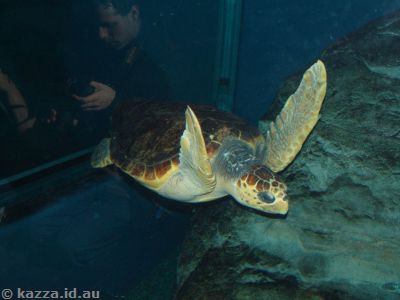 Turtle