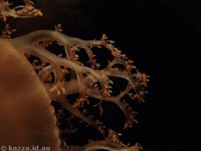 Jellyfish