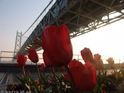 Flowers in front of the bridge