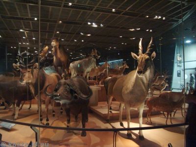 Animal display in the museum
