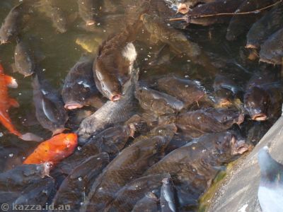 Carp/koi feeding frenzy