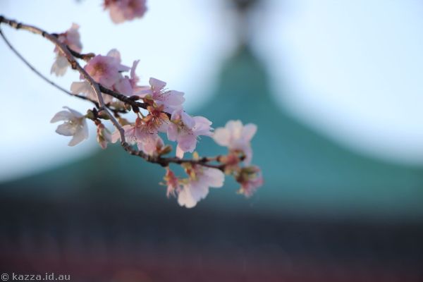 Cherry blossom outside Shinobazunoike Bentendo Temple