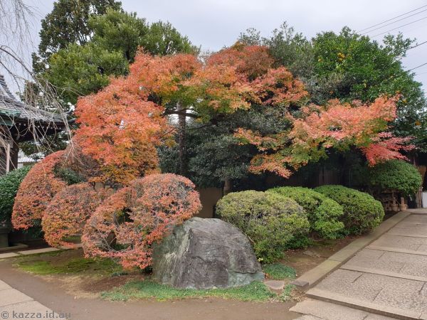 Autumn leaves at Tennoji Temple
