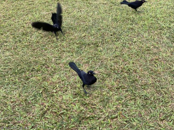 Birds at Highlands