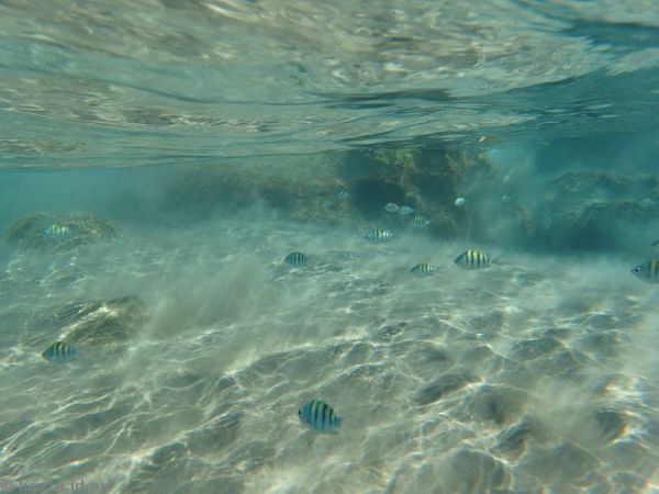 Fish at Anse Cochon Beach