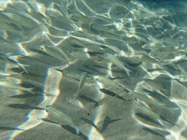 Fish at Anse Cochon Beach