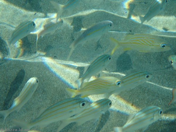 Fish at Anse Cochon Beach