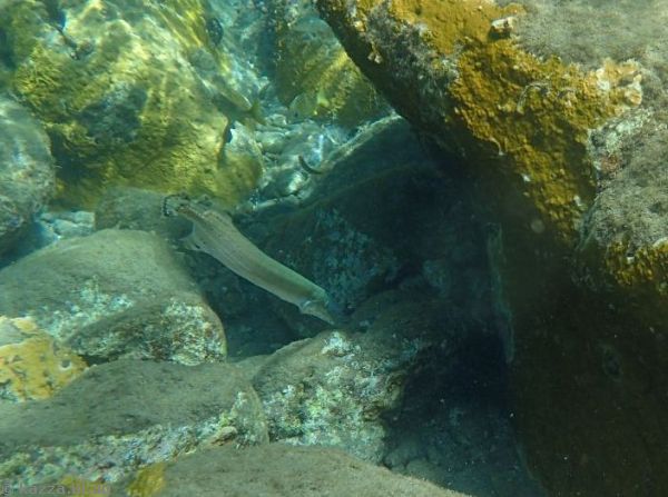 Deeper water and fish that we saw when the paddleboarder took us around