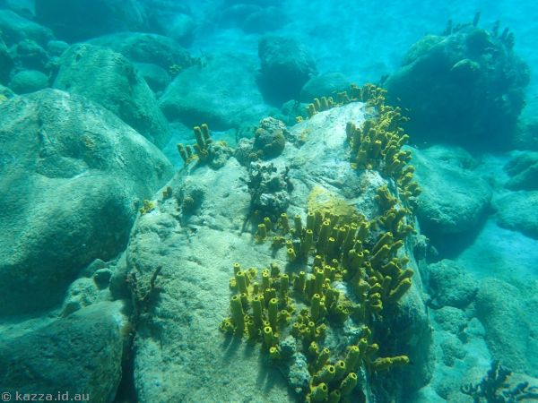 Deeper water and fish that we saw when the paddleboarder took us around
