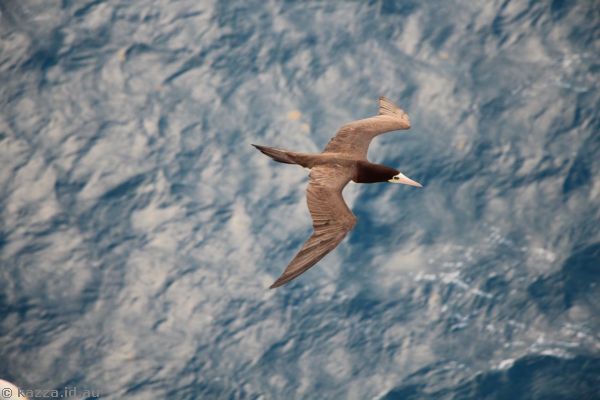 Sea bird flying next to Queen Mary 2