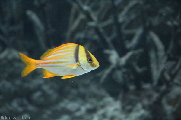 Fish at New York Aquarium