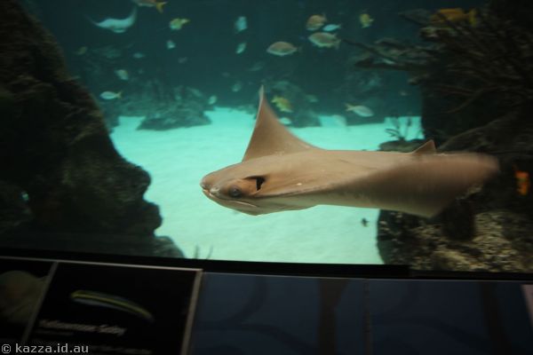 Stingray