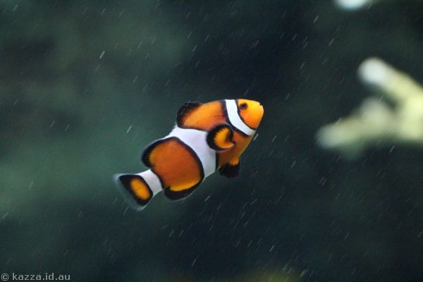 Fish at New York Aquarium