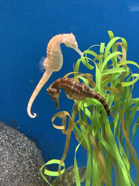 Seahorses