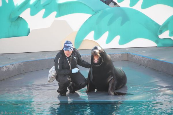 Sea Lion show at New York Aquarium