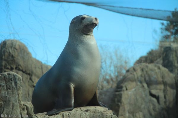 California sea lion