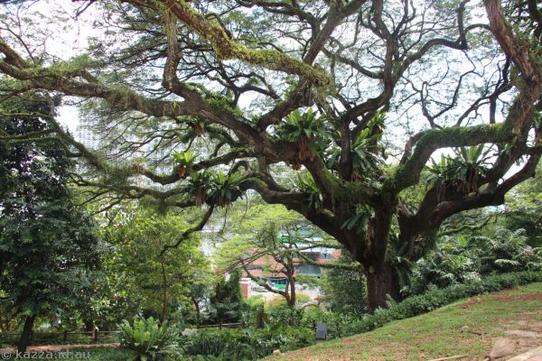 Rain Tree in Fort Canning Park