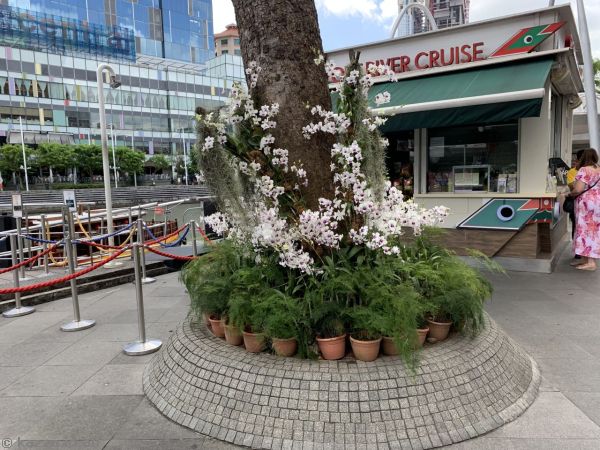 Orchids at Clarke Quay