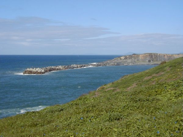 View of South Breakwall from Muttonbird Island