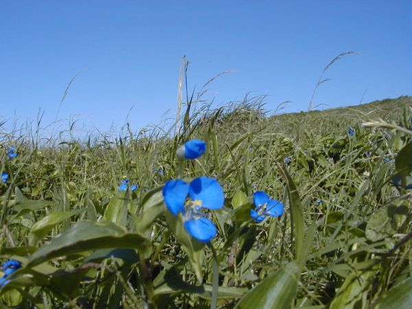 Very blue flower on Muttonbird Island