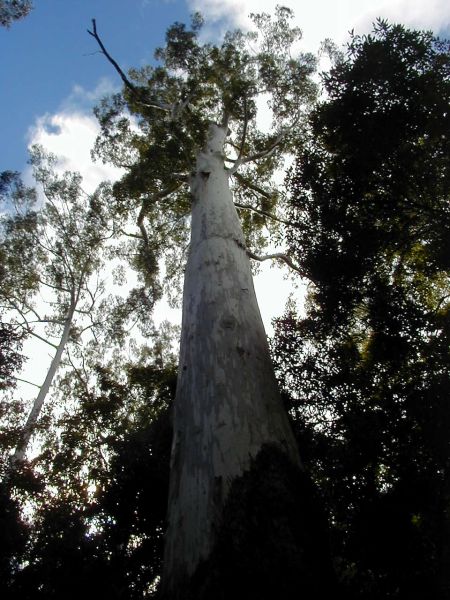 The Vincent Tree
