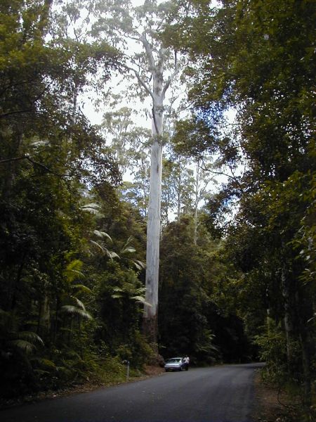 The Vincent Tree