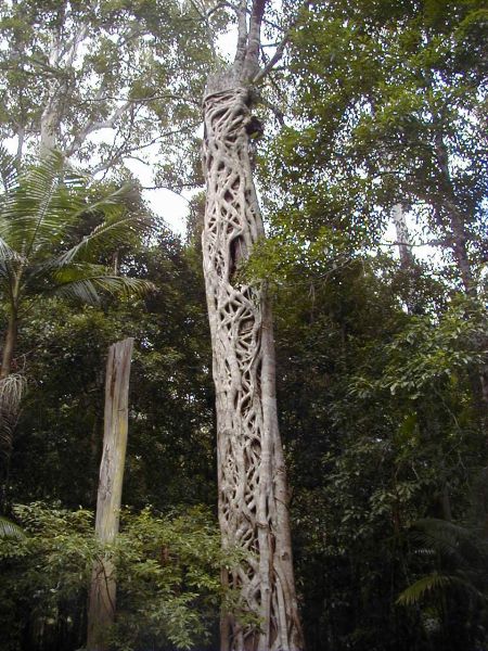 Tree strangled by figs