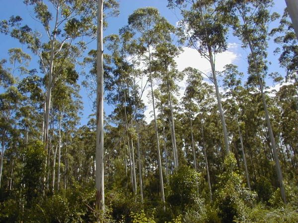 Eucalypt forest