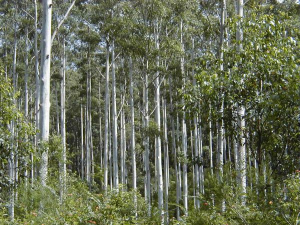Eucalypt forest