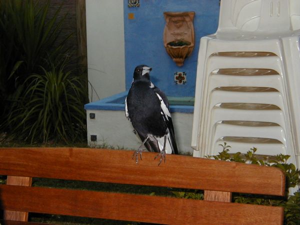 Magpie at Col and Sandra's