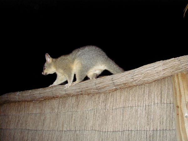 Possum at Col and Sandra's