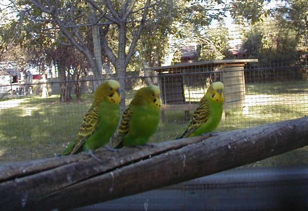 Budgies at the place we stayed in Tamworth (I think)