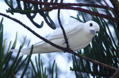 White Tern (Gygis alba)
