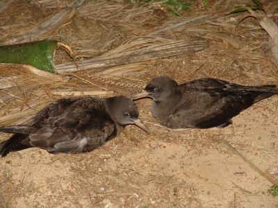 Flesh-footed Shearwater (Muttonbird) (Puffinus carneipes)