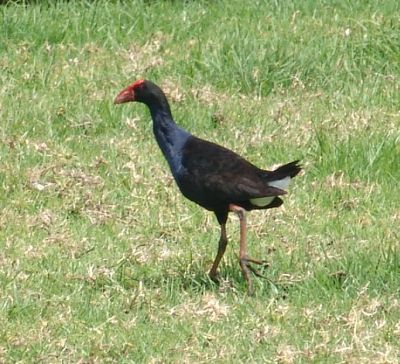 Purple Swamphen (Porphyrio porphyrio)