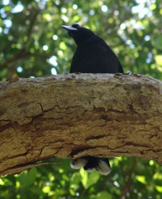 Lord Howe Island Currawong (Strepera graculina crissalis)