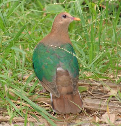 Emerald Ground-dove (Chalcophaps indica)